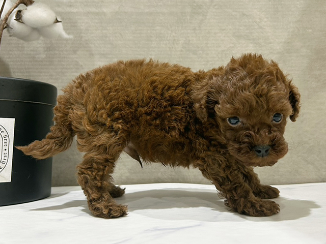 東京都のタイニープードル (ペッツファースト中野店/2025年7月28日生まれ/男の子/レッド)の子犬の2枚目の画像