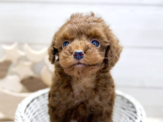 群馬県のタイニープードル (ペッツファースト高崎店/2025年7月28日生まれ/男の子/レッド)の子犬の3枚目の画像