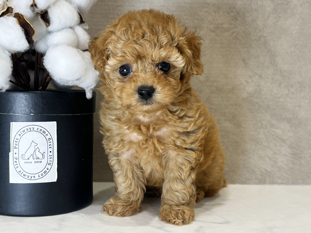 大阪府のタイニープードル (ペッツファースト茶屋町店/2025年7月28日生まれ/女の子/レッド)の子犬