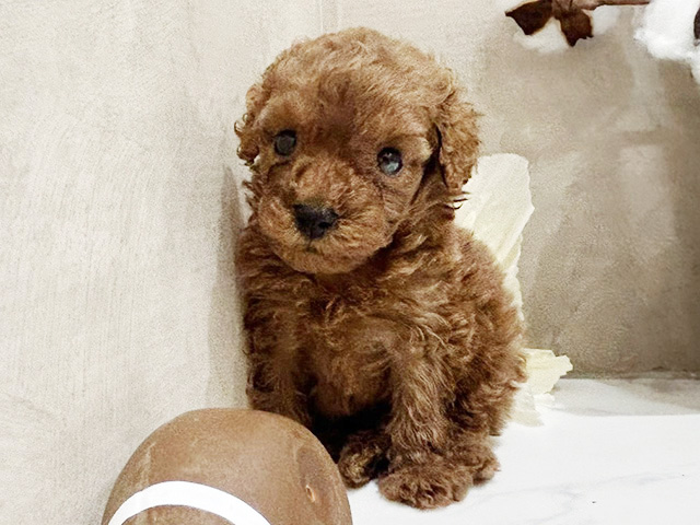 大阪府のタイニープードル (ペッツファースト難波店/2025年7月25日生まれ/男の子/レッド)の子犬の1枚目の画像