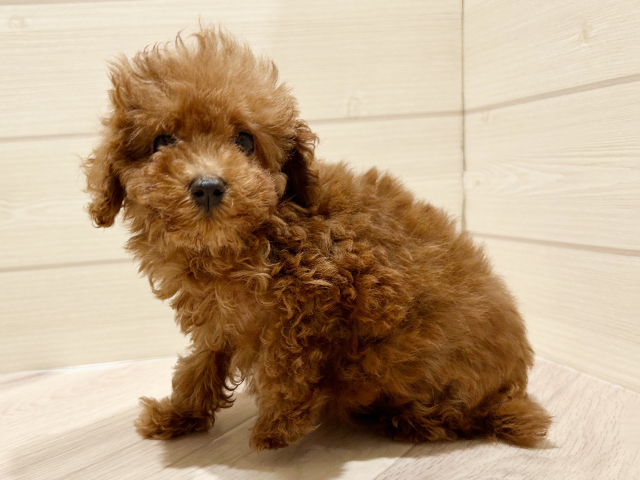 東京都のトイプードル(タイニー) (ペッツファースト豊洲店/2025年7月25日生まれ/女の子/レッド)の子犬の2枚目の画像