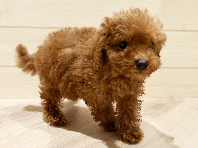 東京都のトイプードル(タイニー) (ペッツファースト豊洲店/2025年7月25日生まれ/女の子/レッド)の子犬の3枚目の画像