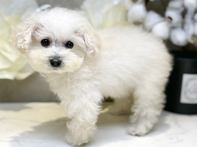 埼玉県のトイプードル(ティーカップ) (ペッツファースト川口店/2025年7月27日生まれ/女の子/クリーム)の子犬の2枚目の画像