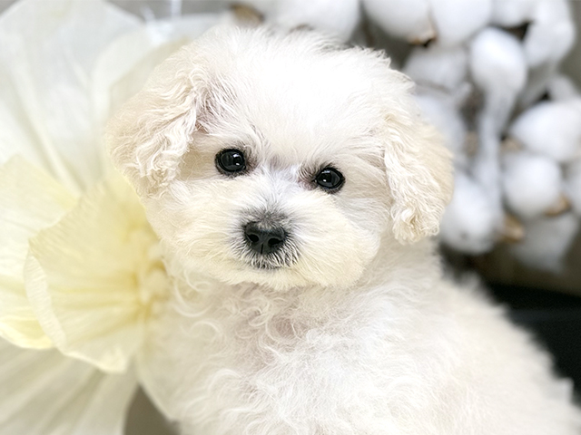 埼玉県のトイプードル(ティーカップ) (ペッツファースト川口店/2025年7月27日生まれ/女の子/クリーム)の子犬の3枚目の画像