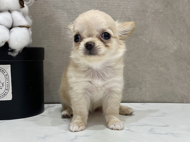 大阪府のチワワ(ロング) (ペッツファースト茶屋町店/2025年7月28日生まれ/女の子/クリーム)の子犬