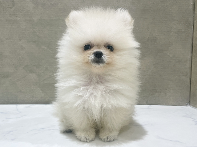 東京都のポメラニアン (ペッツファースト中野店/2025年7月28日生まれ/男の子/クリーム)の子犬