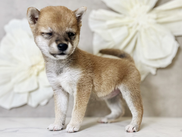 東京都の豆柴 (ペッツファースト下北沢店/2025年7月27日生まれ/女の子/赤)の子犬の2枚目の画像