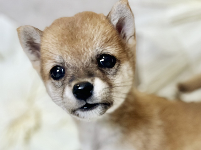 東京都の豆柴 (ペッツファースト下北沢店/2025年7月27日生まれ/女の子/赤)の子犬の3枚目の画像