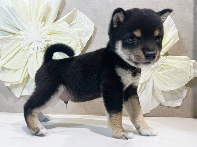 東京都の豆柴 (ペッツファースト原宿店/2025年7月27日生まれ/男の子/黒)の子犬の2枚目の画像