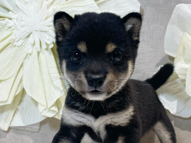 東京都の豆柴 (ペッツファースト原宿店/2025年7月27日生まれ/男の子/黒)の子犬の3枚目の画像