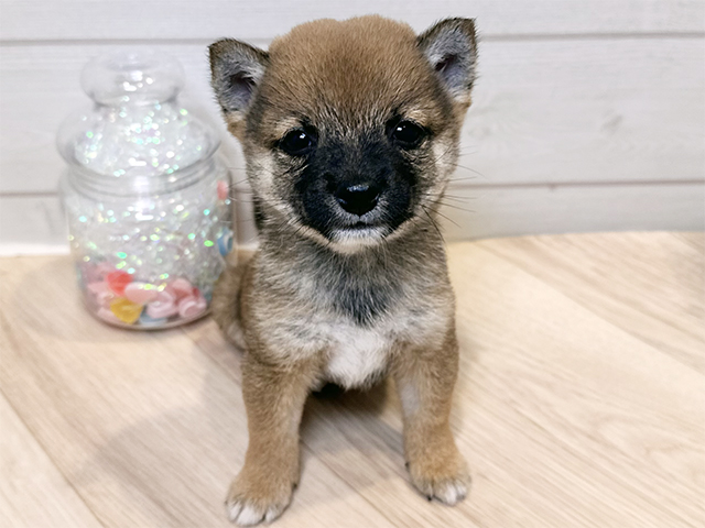 神奈川県の豆柴 (ペッツファースト川崎店/2025年7月27日生まれ/男の子/赤)の子犬