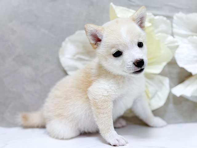 東京都の豆柴 (ペッツファースト恵比寿店/2025年7月27日生まれ/女の子/白)の子犬の2枚目の画像