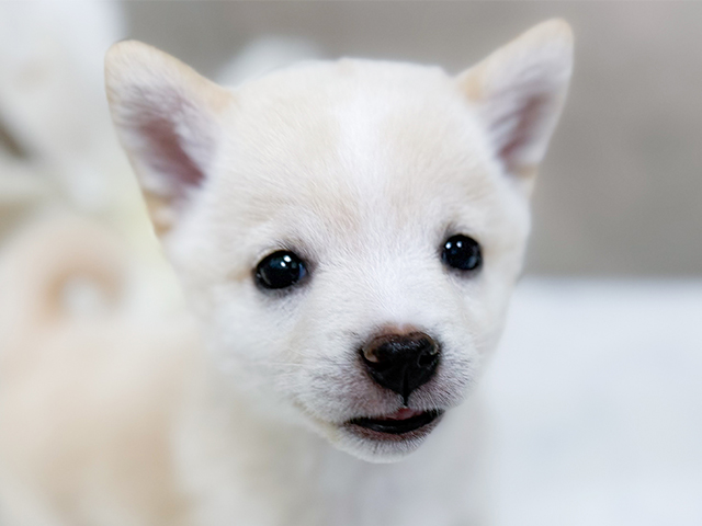 東京都の豆柴 (ペッツファースト恵比寿店/2025年7月27日生まれ/女の子/白)の子犬の3枚目の画像