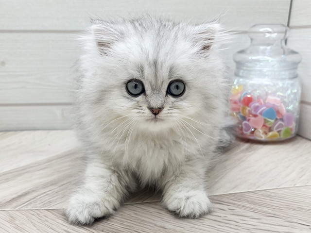 ペルシャ
