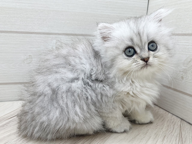 東京都のペルシャ (ペッツファースト渋谷店/2025年7月27日生まれ/女の子/チンチラシルバー)の子猫の2枚目の画像