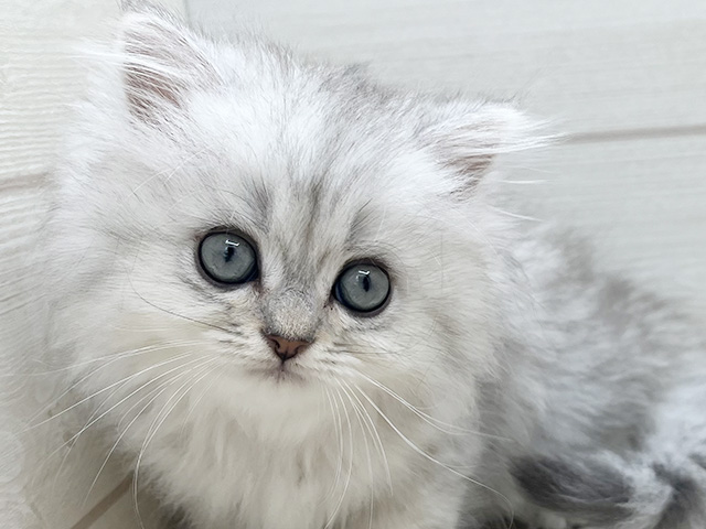東京都のペルシャ (ペッツファースト渋谷店/2025年7月27日生まれ/女の子/チンチラシルバー)の子猫の3枚目の画像