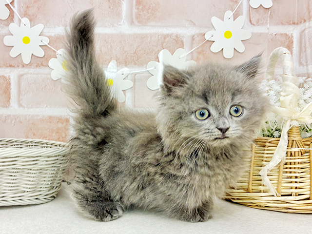 東京都のミヌエット (ペッツファーストお台場店/2025年7月28日生まれ/男の子/ブルー)の子猫の2枚目の画像