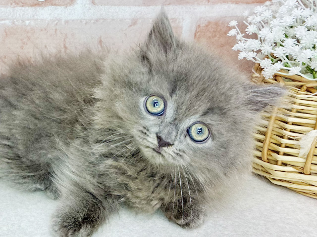 東京都のミヌエット (ペッツファーストお台場店/2025年7月28日生まれ/男の子/ブルー)の子猫の3枚目の画像