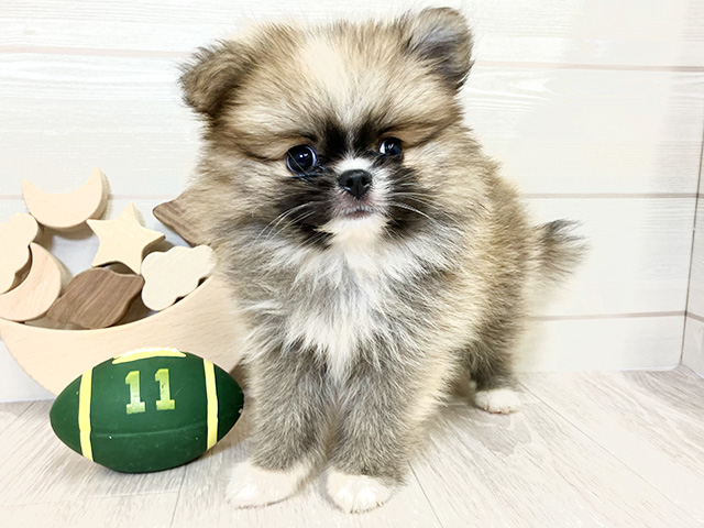 愛知県のハーフ犬・ミックス犬 (ペッツファースト大高店/2025年7月28日生まれ/男の子/オレンジセーブルホワイト)の子犬の1枚目の画像