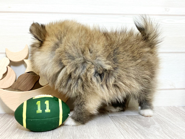 愛知県のハーフ犬・ミックス犬 (ペッツファースト大高店/2025年7月28日生まれ/男の子/オレンジセーブルホワイト)の子犬の2枚目の画像