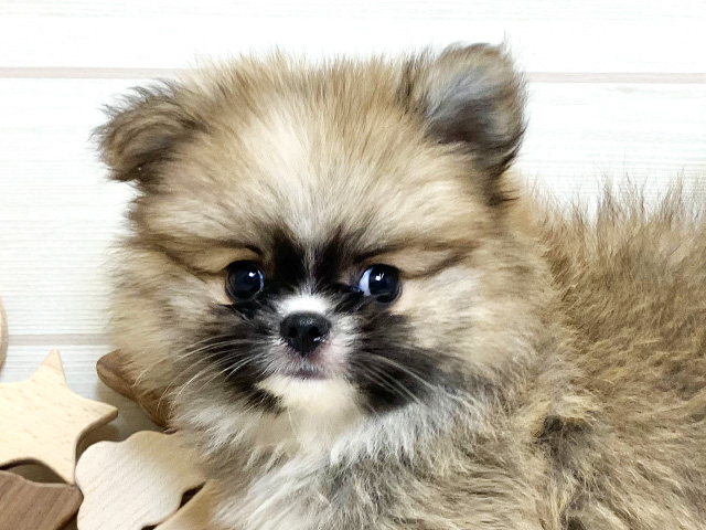 愛知県のハーフ犬・ミックス犬 (ペッツファースト大高店/2025年7月28日生まれ/男の子/オレンジセーブルホワイト)の子犬の3枚目の画像