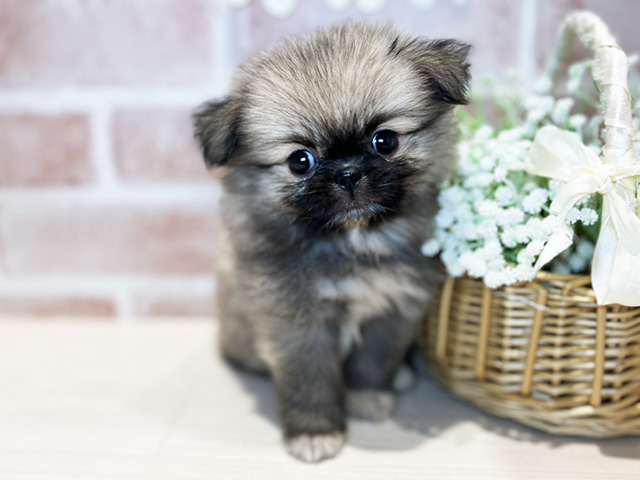 岡山県のハーフ犬・ミックス犬 (ペッツファースト倉敷店/2025年7月28日生まれ/女の子/ウルフセーブル)の子犬の1枚目の画像