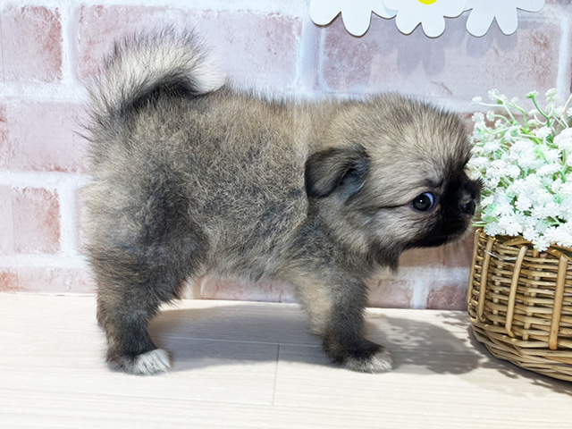 岡山県のハーフ犬・ミックス犬 (ペッツファースト倉敷店/2025年7月28日生まれ/女の子/ウルフセーブル)の子犬の2枚目の画像