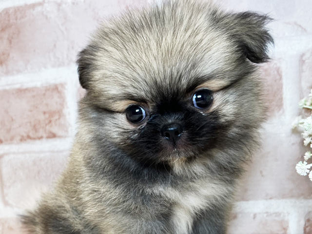 岡山県のハーフ犬・ミックス犬 (ペッツファースト倉敷店/2025年7月28日生まれ/女の子/ウルフセーブル)の子犬の3枚目の画像