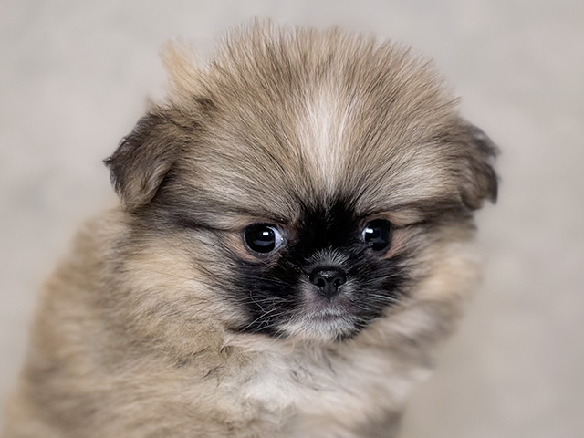 埼玉県のハーフ犬・ミックス犬 (ペッツファーストPETEMOレイクタウンmori店/2025年7月28日生まれ/男の子/オレンジセーブルホワイト)の子犬の3枚目の画像