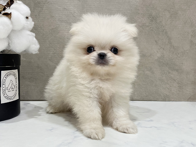 大阪府のハーフ犬・ミックス犬 (ペッツファースト茶屋町店/2025年7月28日生まれ/男の子/クリーム)の子犬