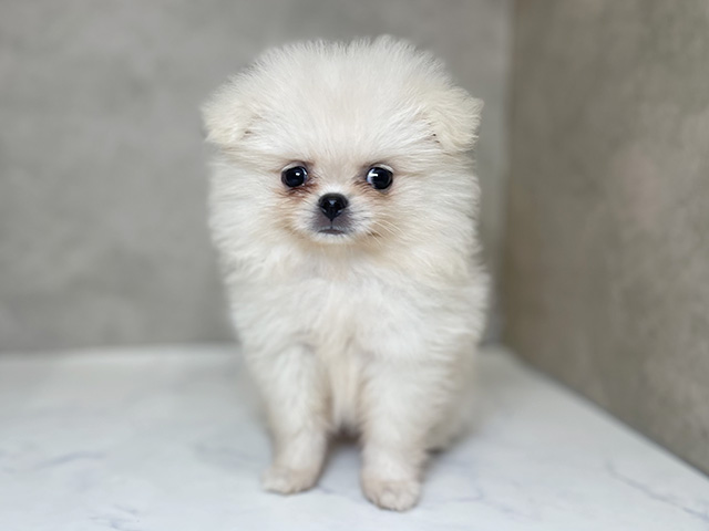 東京都のハーフ犬・ミックス犬 (ペッツファーストららぽーと立川立飛店/2025年7月28日生まれ/女の子/クリーム)の子犬の1枚目の画像