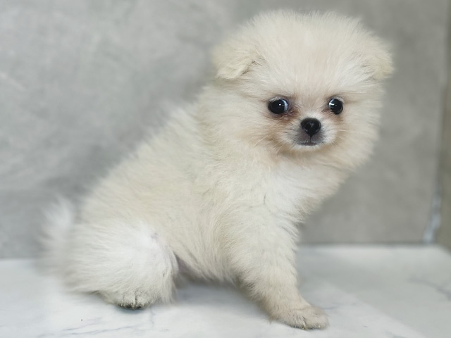 東京都のハーフ犬・ミックス犬 (ペッツファーストららぽーと立川立飛店/2025年7月28日生まれ/女の子/クリーム)の子犬の2枚目の画像