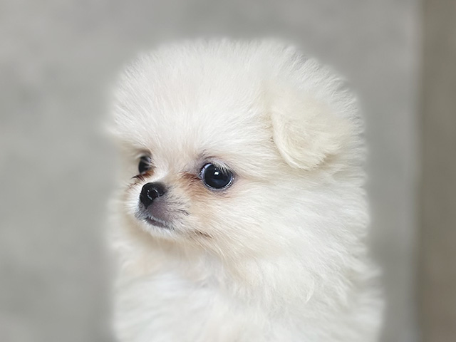 東京都のハーフ犬・ミックス犬 (ペッツファーストららぽーと立川立飛店/2025年7月28日生まれ/女の子/クリーム)の子犬の3枚目の画像