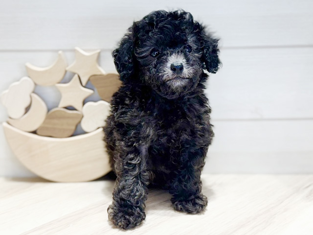 群馬県のタイニープードル (ペッツファースト高崎店/2025年7月28日生まれ/男の子/シルバー)の子犬
