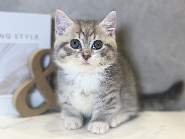 東京都のマンチカン (ペッツファースト青山店/2025年7月24日生まれ/男の子/ブルータビーホワイト)の子猫