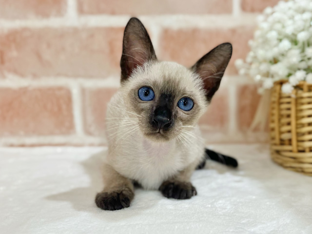 神奈川県のシャム (ペッツファーストfor cats横浜元町店/2025年7月25日生まれ/男の子/シールポイント)の子猫の1枚目の画像