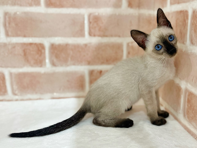 神奈川県のシャム (ペッツファーストfor cats横浜元町店/2025年7月25日生まれ/男の子/シールポイント)の子猫の2枚目の画像