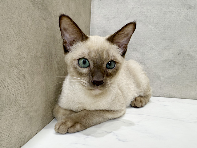 静岡県のオリエンタルショートヘアー (ペッツファースト富士宮店/2025年7月21日生まれ/女の子/チェストナッツ)の子猫の1枚目の画像