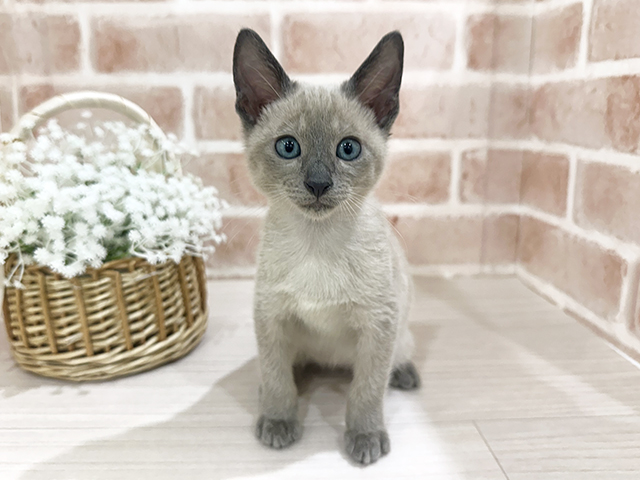 神奈川県のオリエンタルショートヘアー (ペッツファーストfor cats横浜元町店/2025年7月25日生まれ/男の子/ブルー)の子猫