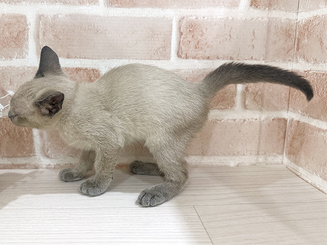 神奈川県のオリエンタルショートヘアー (ペッツファーストfor cats横浜元町店/2025年7月25日生まれ/男の子/ブルー)の子猫の2枚目の画像
