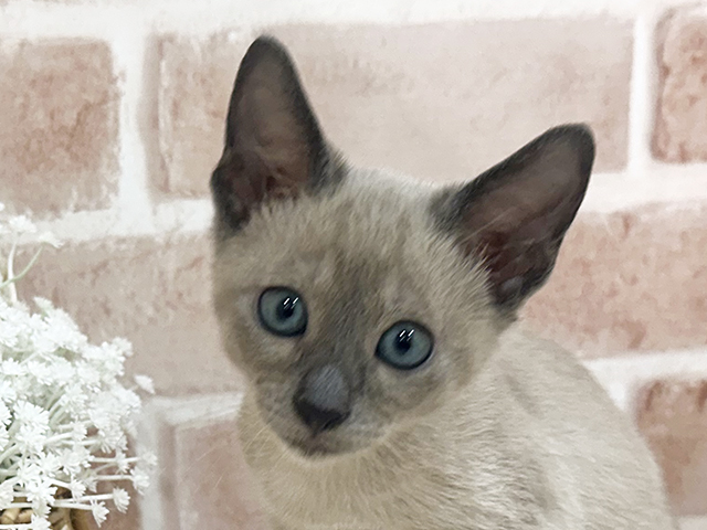 神奈川県のオリエンタルショートヘアー (ペッツファーストfor cats横浜元町店/2025年7月25日生まれ/男の子/ブルー)の子猫の3枚目の画像