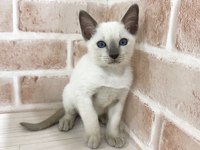 神奈川県のトンキニーズ (ペッツファーストfor cats横浜元町店/2025年7月25日生まれ/男の子/プラチナポイント)の子猫