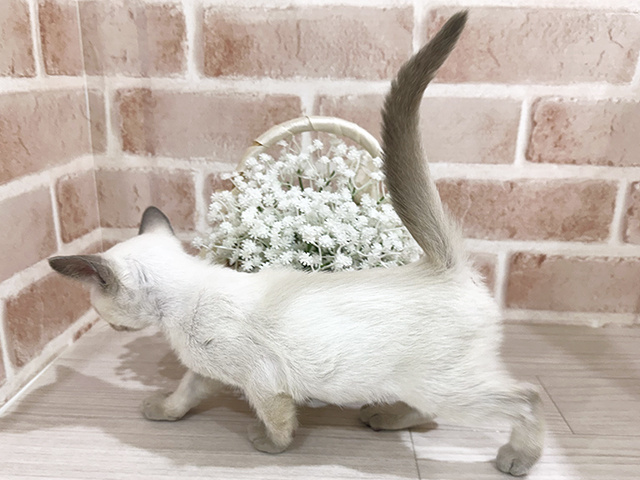 神奈川県のトンキニーズ (ペッツファーストfor cats横浜元町店/2025年7月25日生まれ/男の子/プラチナポイント)の子猫の2枚目の画像