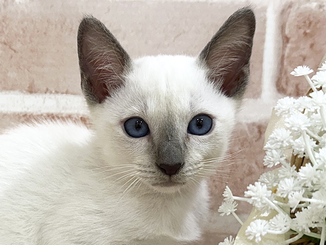 神奈川県のトンキニーズ (ペッツファーストfor cats横浜元町店/2025年7月25日生まれ/男の子/プラチナポイント)の子猫の3枚目の画像