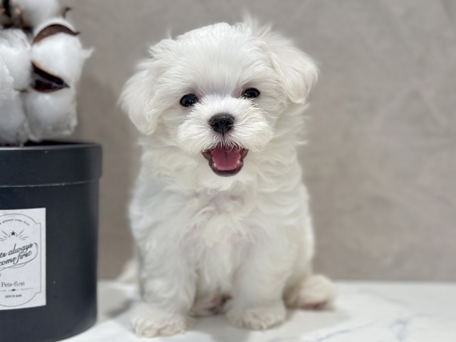 東京都のマルチーズ (ペッツファースト代官山店/2025年7月29日生まれ/女の子/ホワイト)の子犬の3枚目の画像