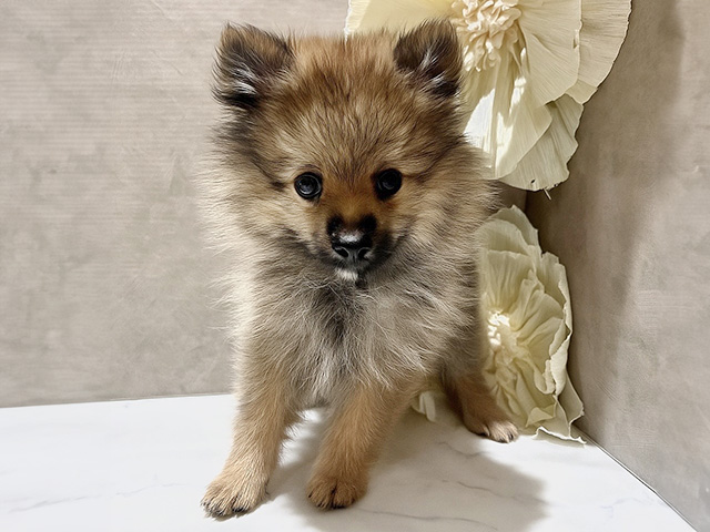 秋田県のポメラニアン (ペッツファースト秋田店/2025年7月27日生まれ/男の子/オレンジセーブル)の子犬の1枚目の画像