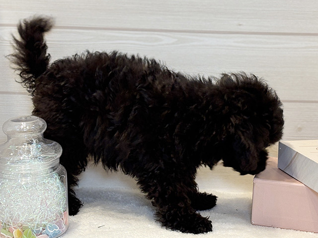 東京都のトイプードル(トイ) (ペッツファースト広尾店/2025年7月18日生まれ/男の子/ブルー)の子犬の2枚目の画像