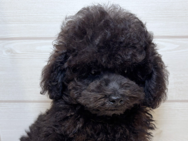 東京都のトイプードル(トイ) (ペッツファースト広尾店/2025年7月18日生まれ/男の子/ブルー)の子犬の3枚目の画像