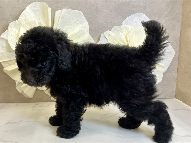 奈良県のトイプードル(トイ) (ペッツファースト奈良登美ヶ丘店/2025年7月29日生まれ/男の子/ブラック)の子犬の2枚目の画像