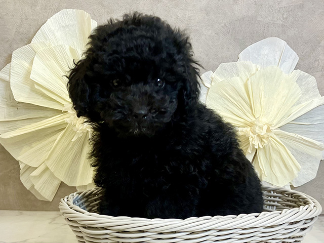 奈良県のトイプードル(トイ) (ペッツファースト奈良登美ヶ丘店/2025年7月29日生まれ/男の子/ブラック)の子犬の3枚目の画像